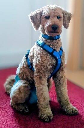 Bild: Tanzstudio Let's Dance With Hannah Hofmann: Humphrey Hofmann